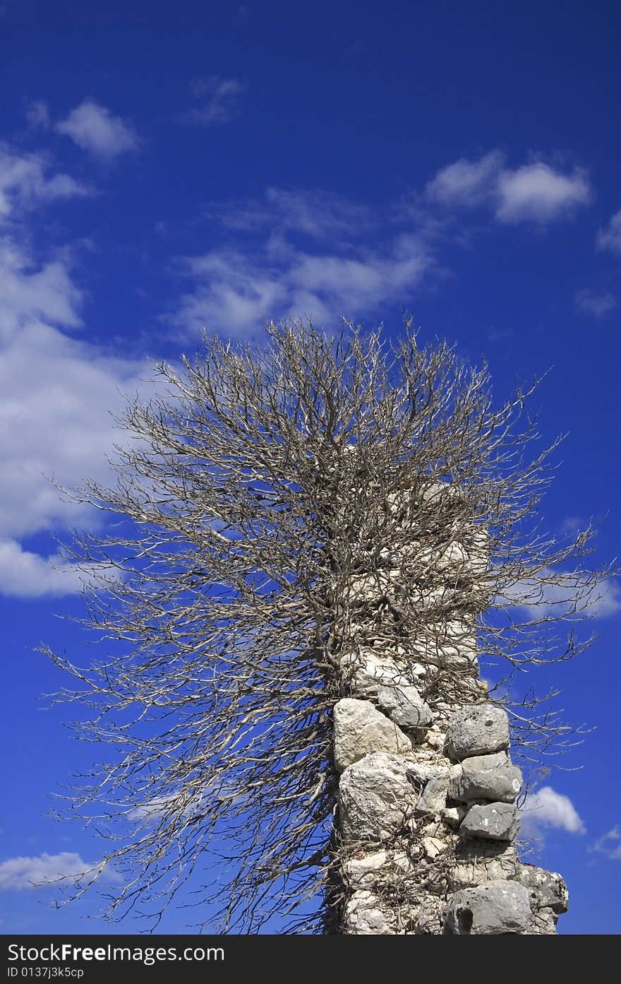 Some dead branchs over a stone wall, blue sky in the background. Some dead branchs over a stone wall, blue sky in the background