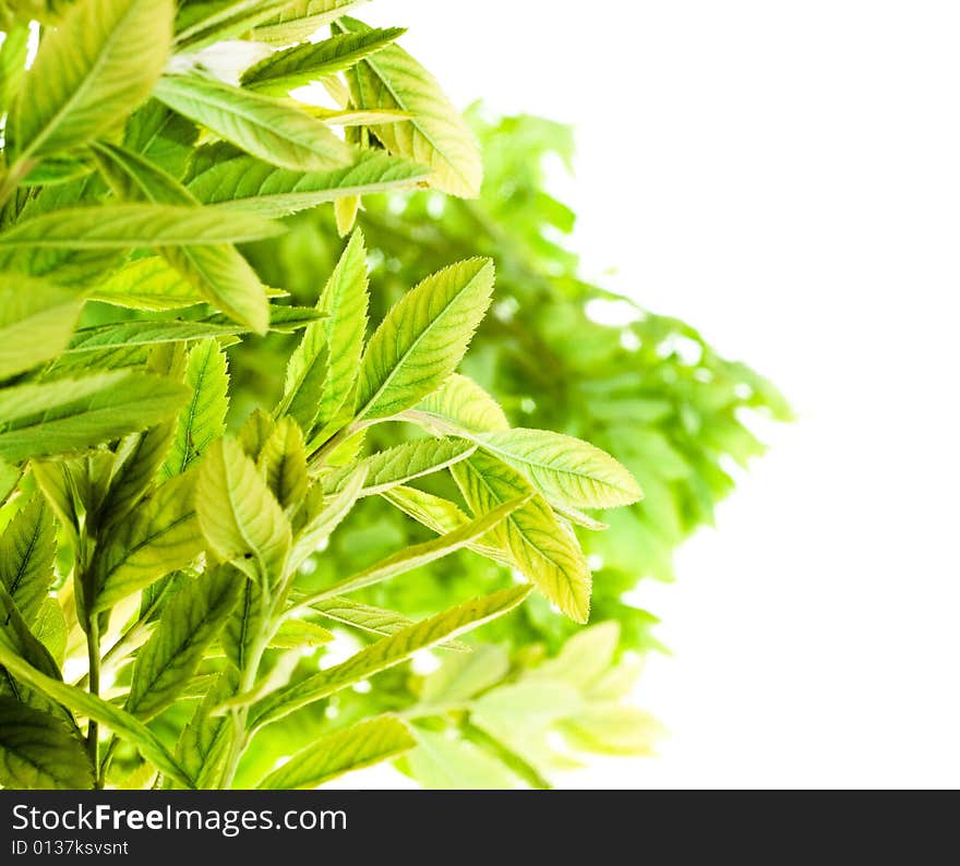 Plant isolated on white background.