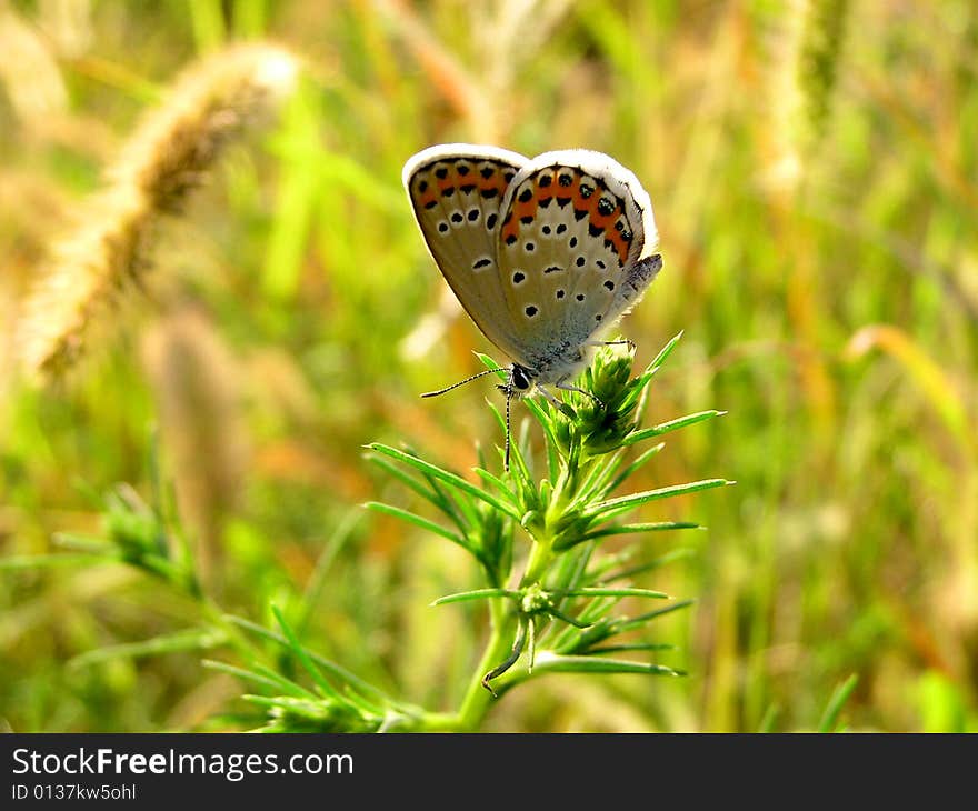 A butterfly on a sunflower.