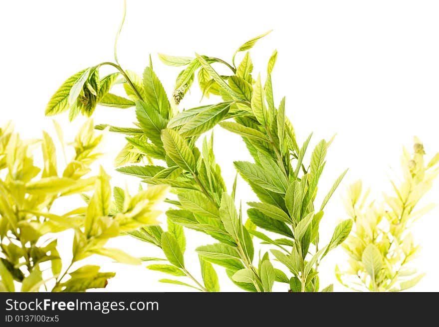 Plant isolated on white background.