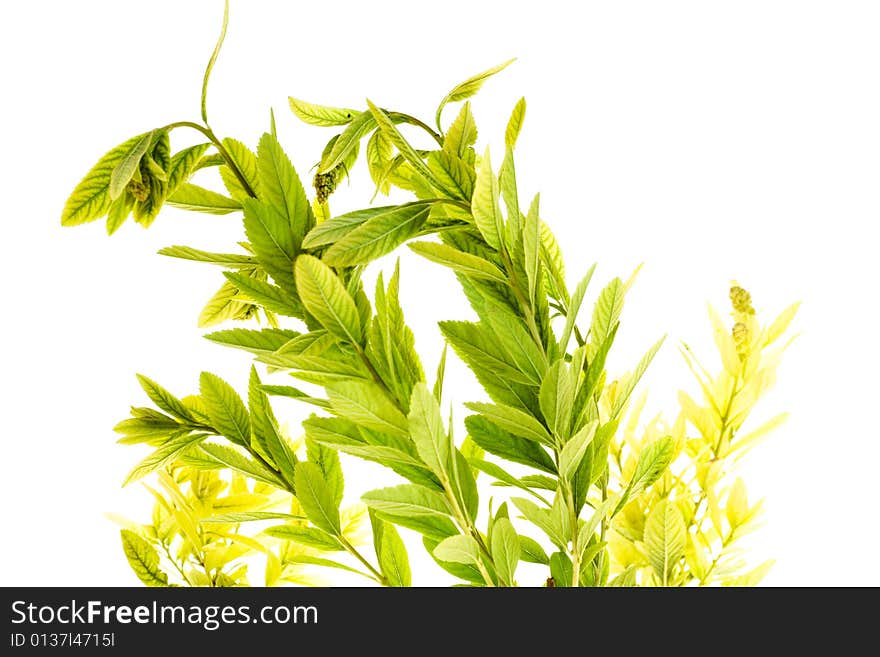 Plant isolated on white background.