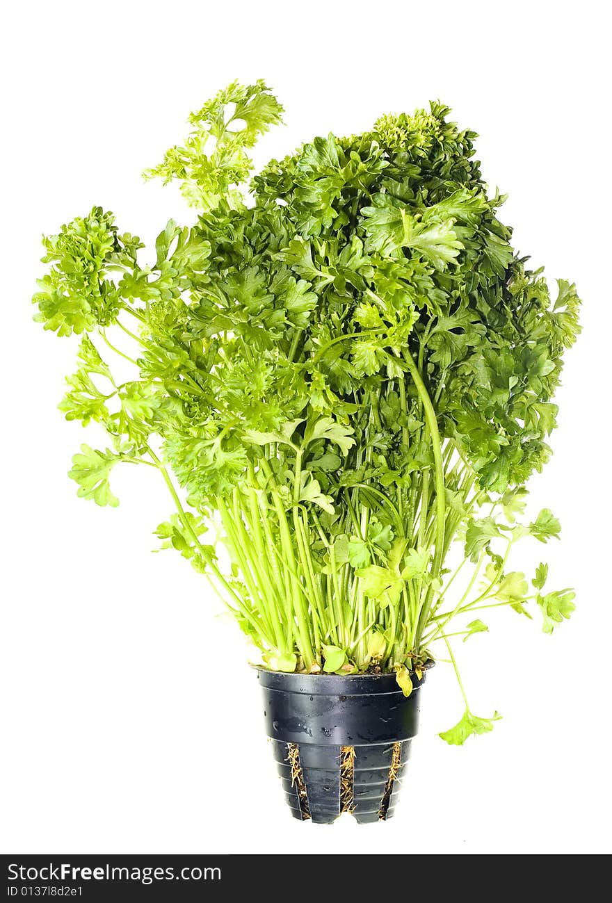 Parsley isolated on white background.