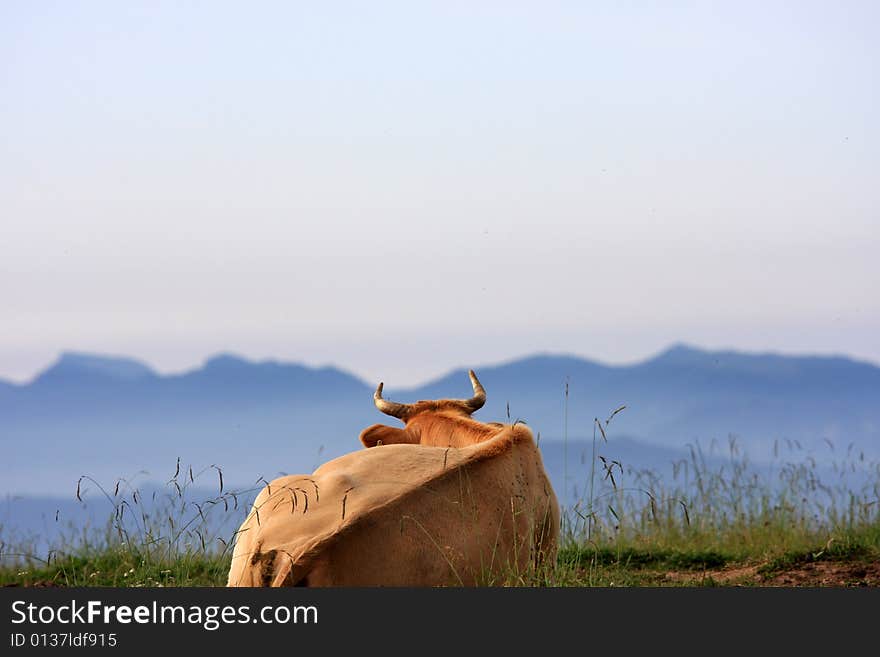 Peaceful cow is glaring far away. Colorful mountain landscapes with fog in fall in Great Smoky Mountain National park. Peaceful cow is glaring far away. Colorful mountain landscapes with fog in fall in Great Smoky Mountain National park.