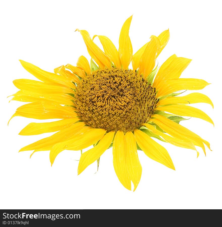 Beautiful sunflower isolated on white background.