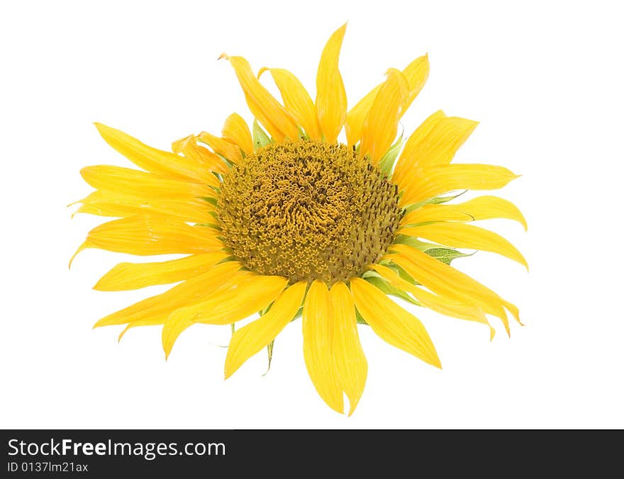 Beautiful sunflower isolated on white background.