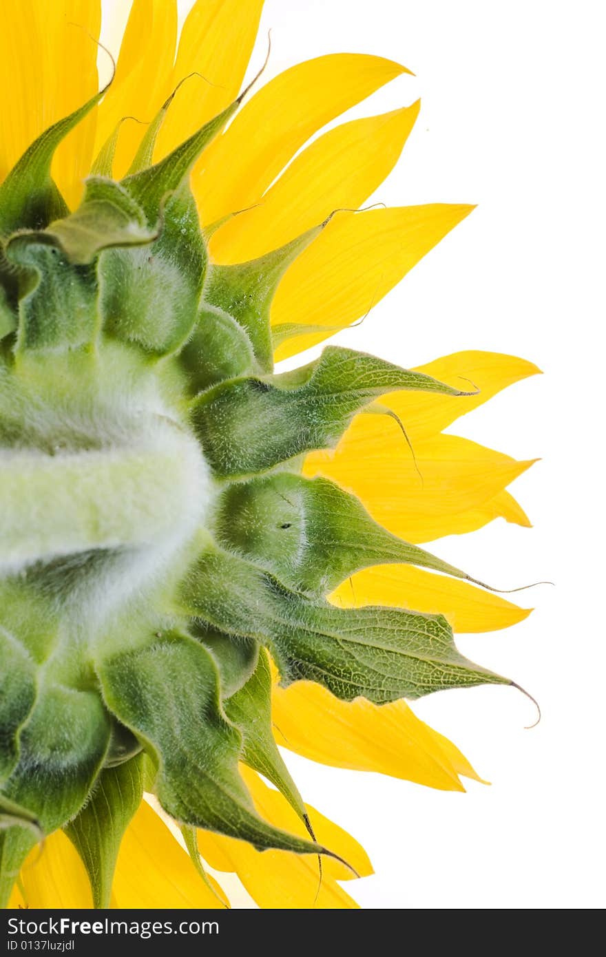 Beautiful sunflower isolated on white background.