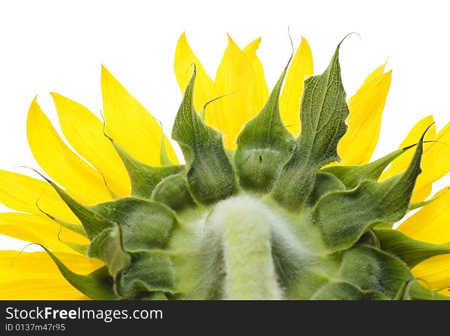 Beautiful sunflower isolated on white background.