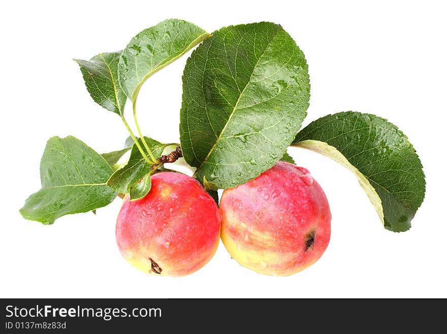 Two apples isolated on white background. Two apples isolated on white background