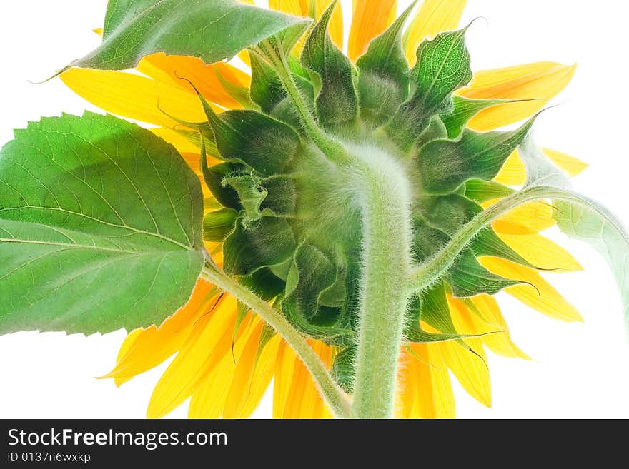 Beautiful sunflower isolated on white background.