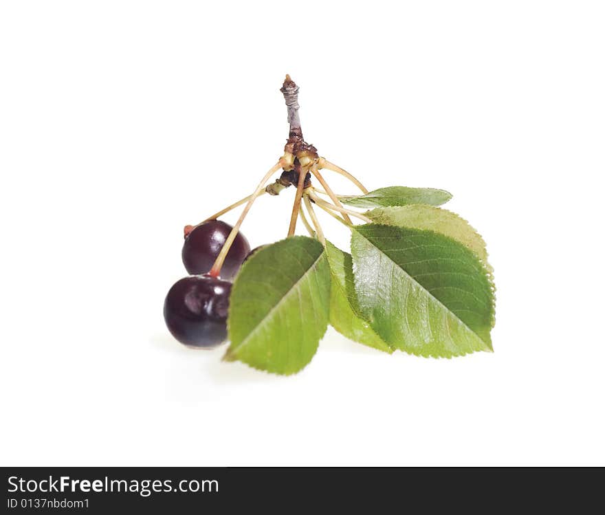 Cherry LEAVES isolated on white background.