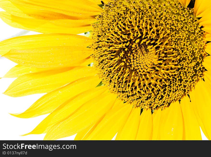 Beautiful sunflower isolated on white background. Beautiful sunflower isolated on white background.