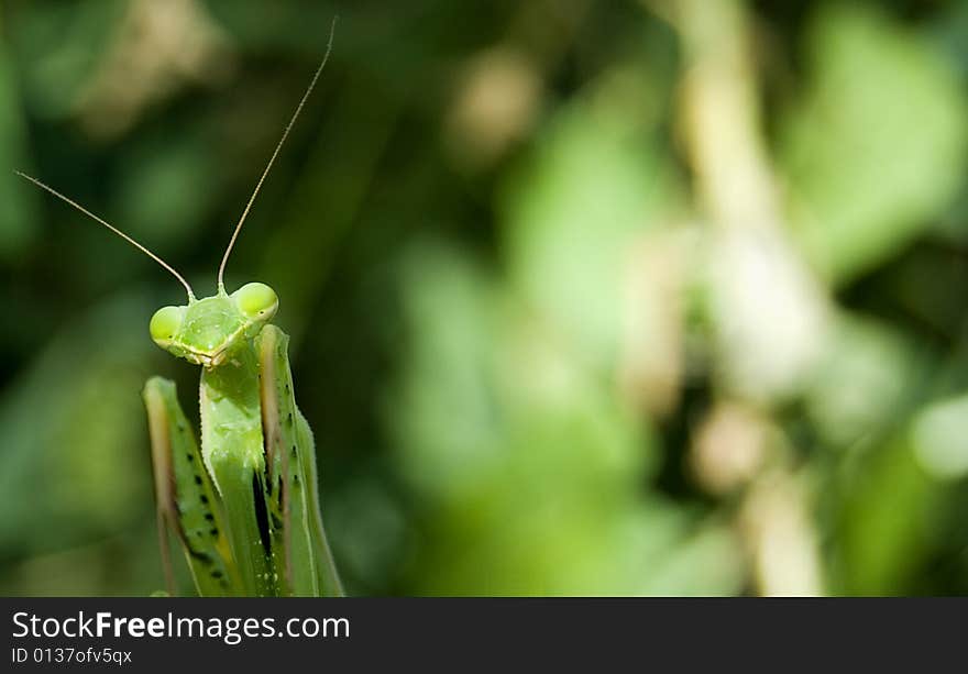 Praying Mantis