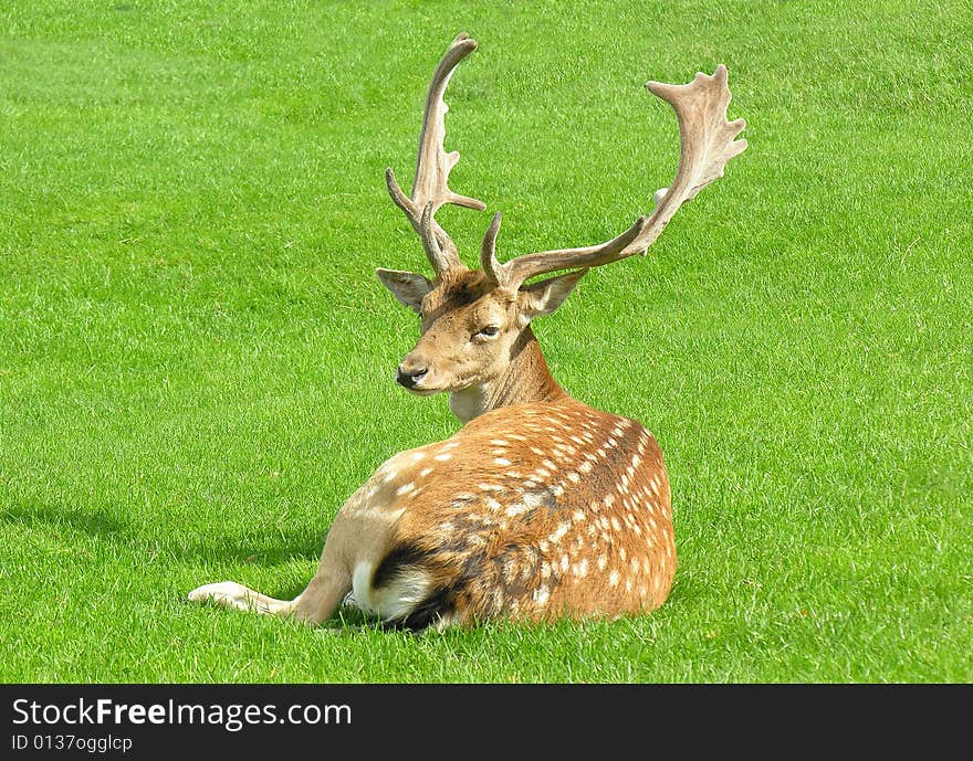 Male Fallow (Dama dama) Deer in field with grass background. Male Fallow (Dama dama) Deer in field with grass background