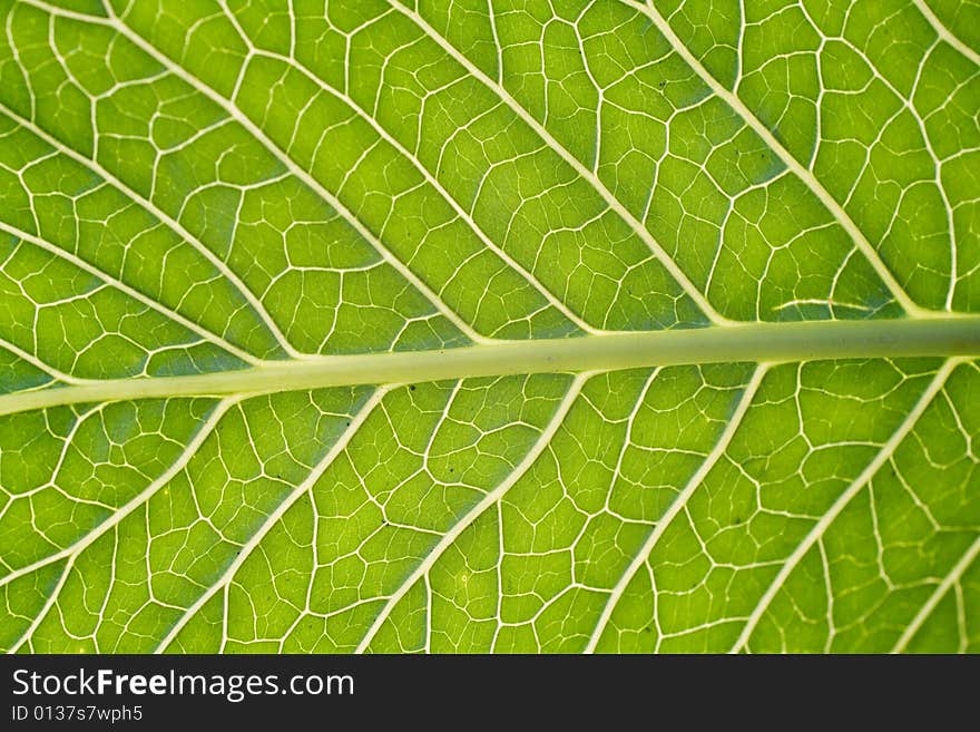 Close up of leaf texture. Close up of leaf texture