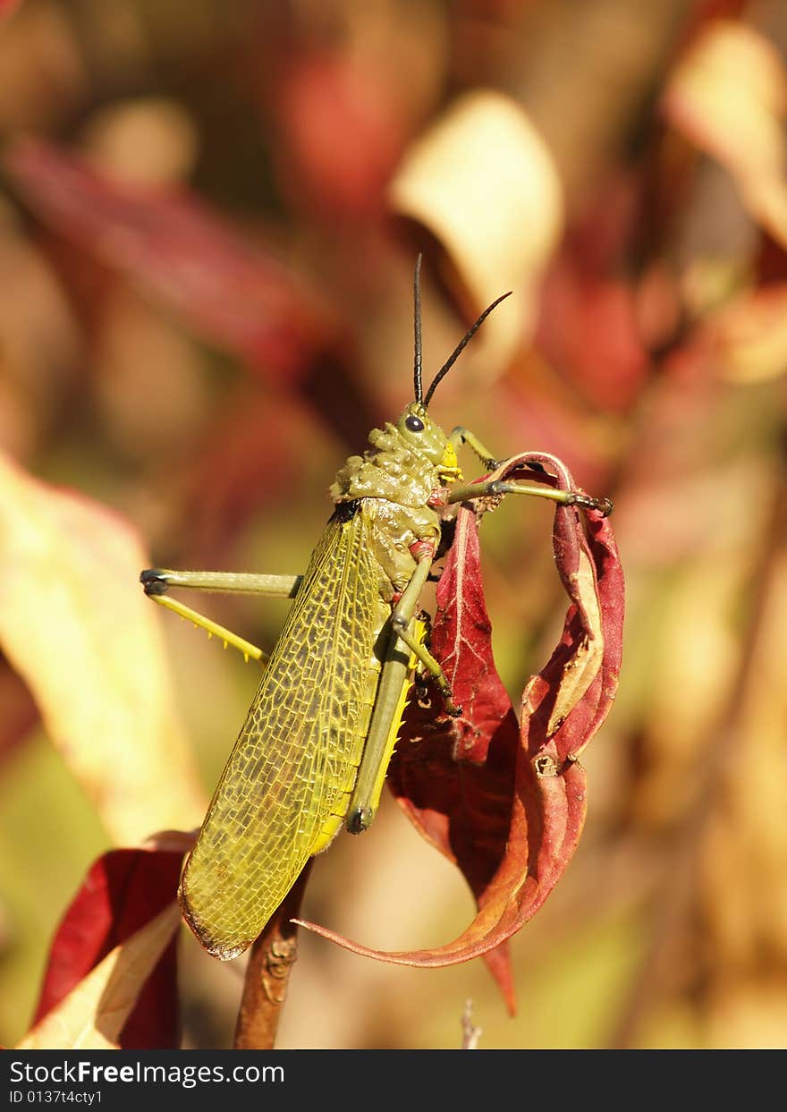 I captured this picture at The Walter Sisulu Botanical Gardens outside Krugersdorp ,South Africa. I captured this picture at The Walter Sisulu Botanical Gardens outside Krugersdorp ,South Africa.