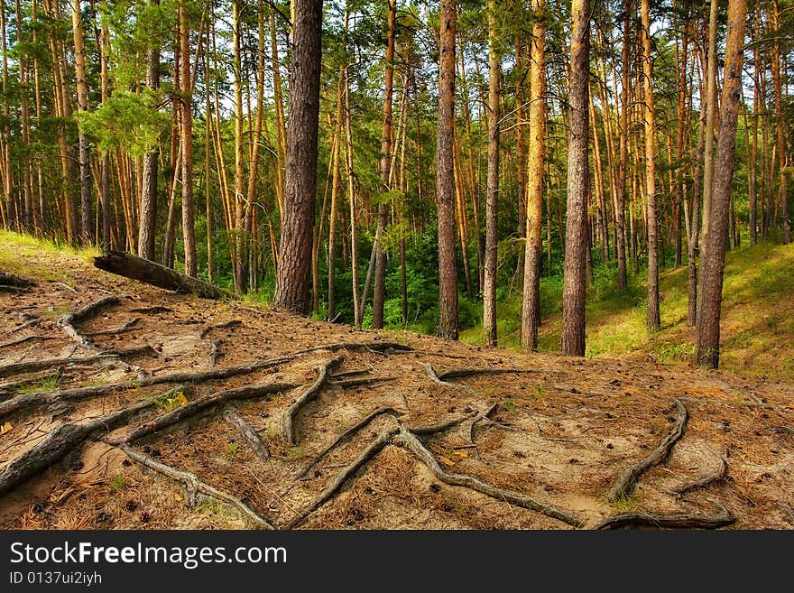 Great Coniferous Forest