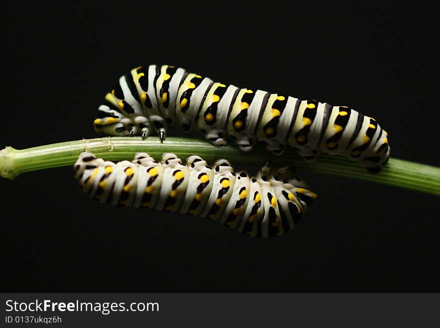 Swallowtail Butterfly Caterpillars