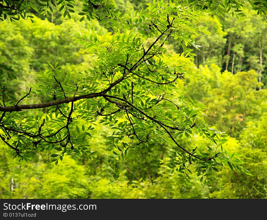 Green leaves on a green blurred background. Green leaves on a green blurred background.