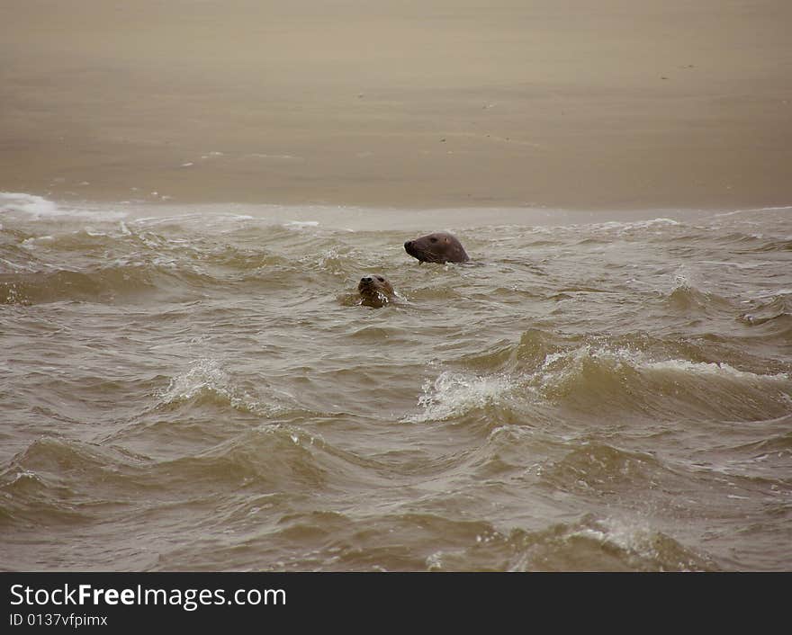 Two swimming common seals in front of the beach