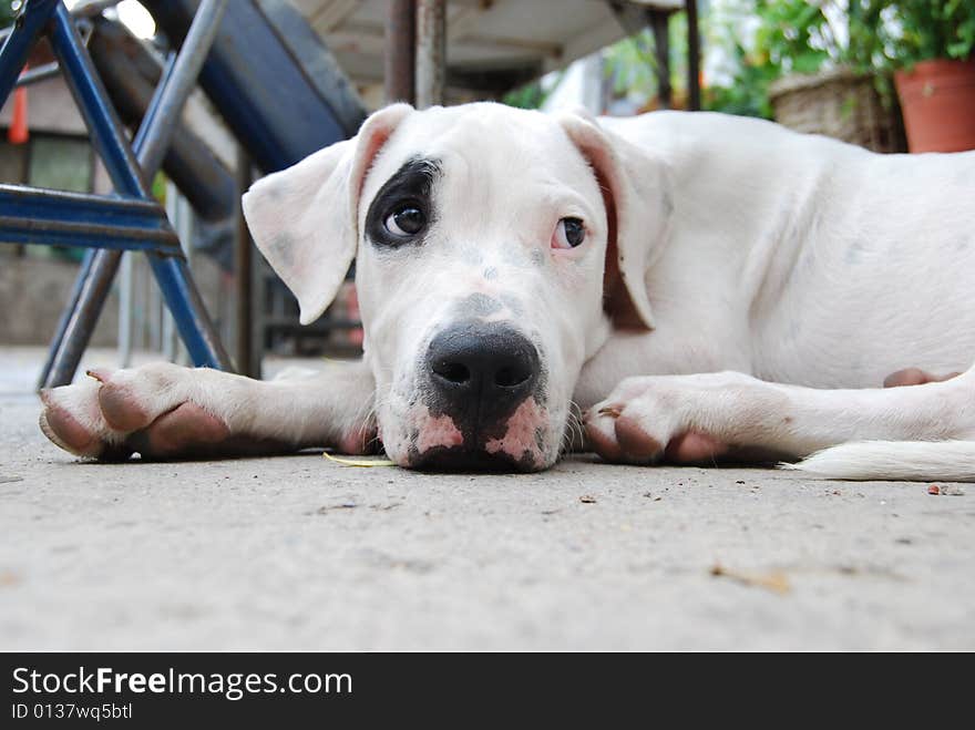 Argentinian Dogo taken a relax. Argentinian Dogo taken a relax