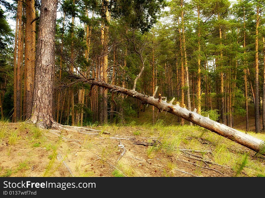 Photo of the great coniferous forest and dry tree