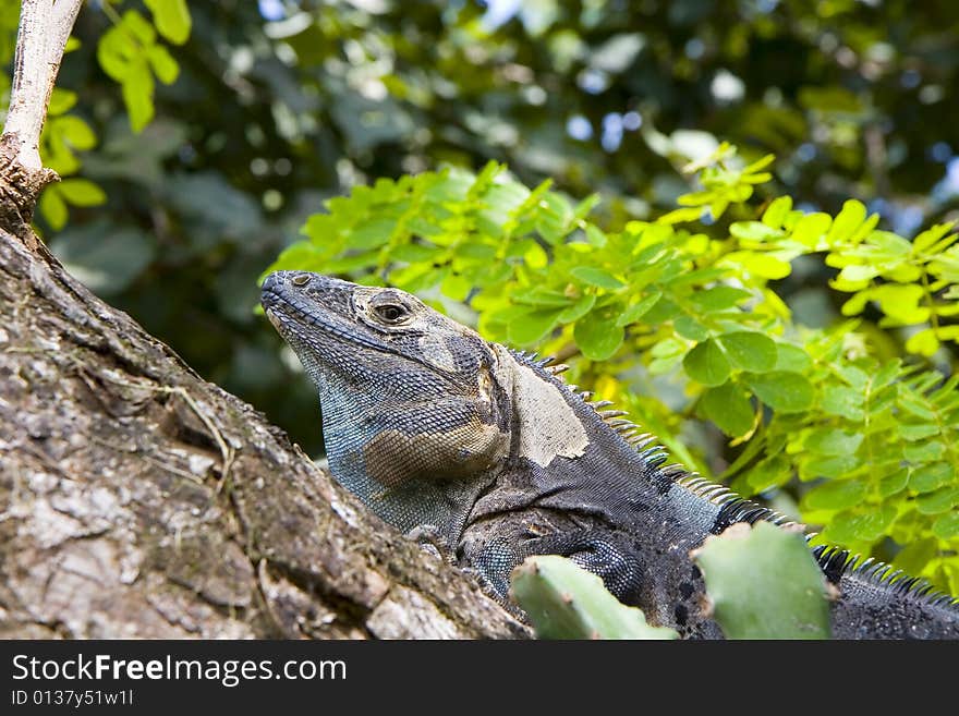 A grey iguana hiding in the fork of a tree. A grey iguana hiding in the fork of a tree