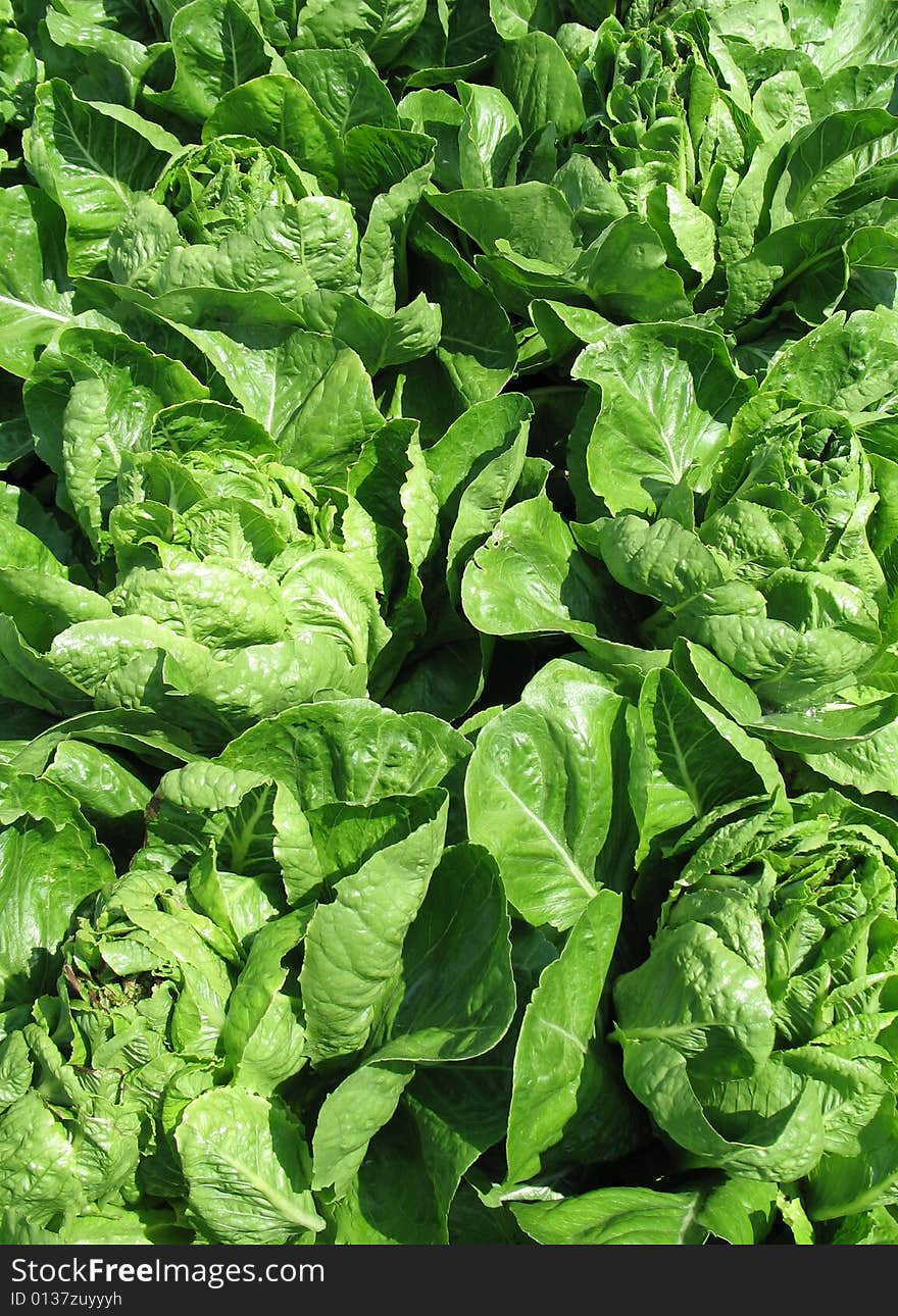 Fresh green lettuce in a garden