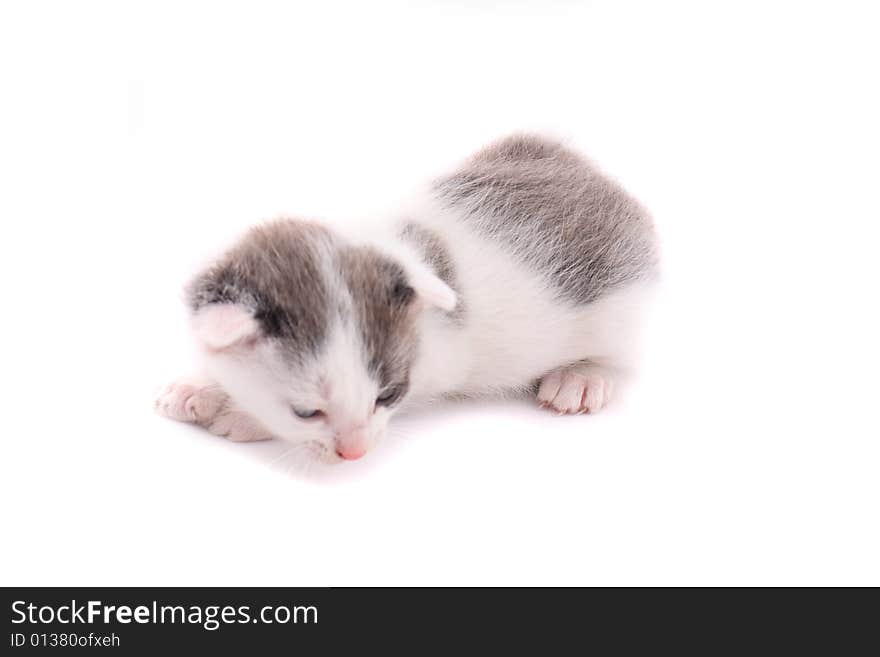 Very small cat on the white background