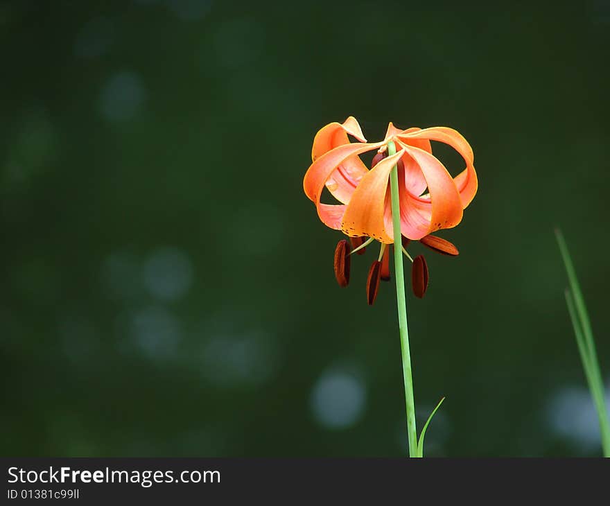 Michigan Lily