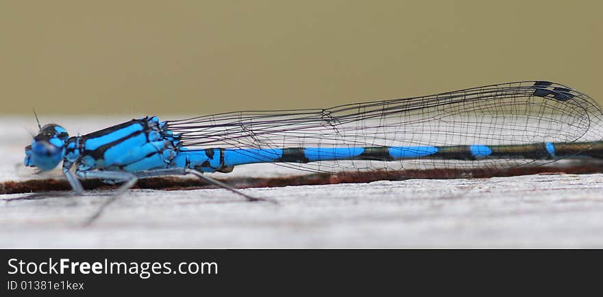 Blue dragon fly close up