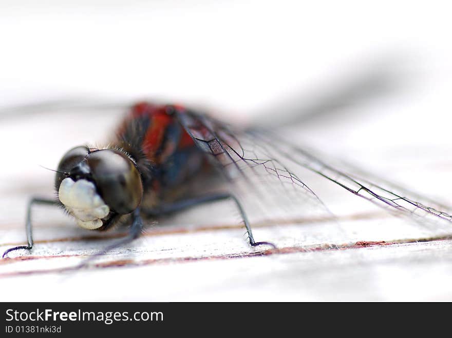 Macro shoot of a dragon fly