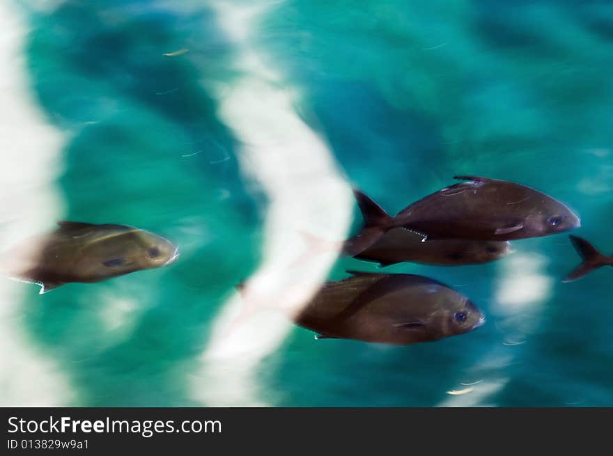 School of fish passing close to the water surface