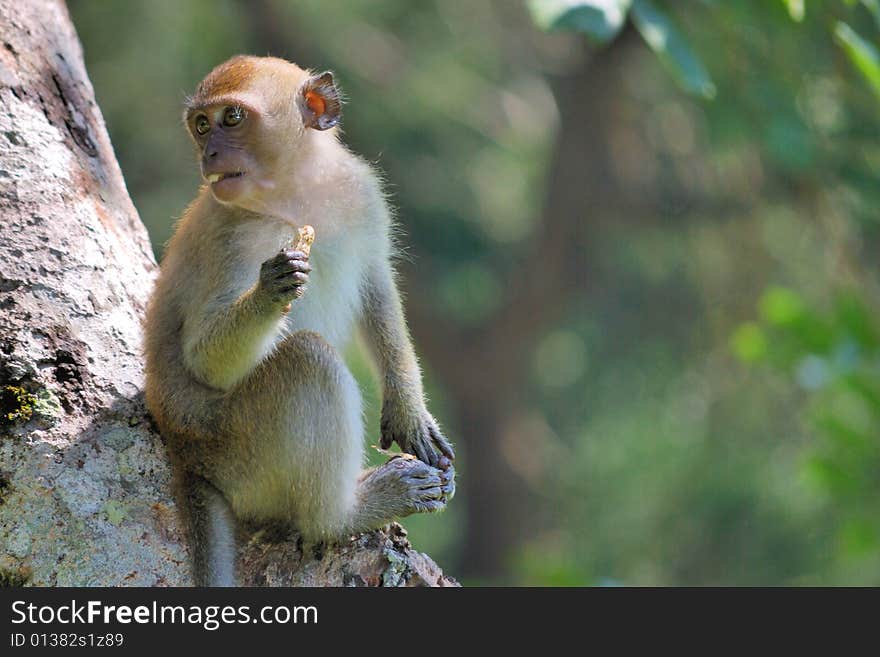 A monkey sitting on a tree eating some food.This image was taken at penang botanical garden. A monkey sitting on a tree eating some food.This image was taken at penang botanical garden.