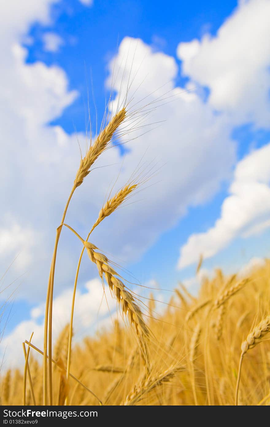 Beautiful background with golden wheat and blue sky with clouds. Beautiful background with golden wheat and blue sky with clouds