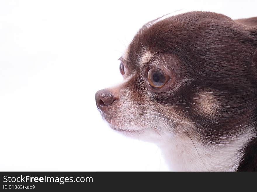 Head of my sweet chihuahua on the white background. Head of my sweet chihuahua on the white background