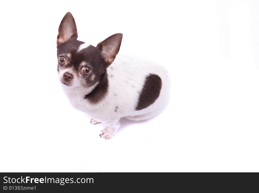 My sweet chihuahua on the white background. My sweet chihuahua on the white background