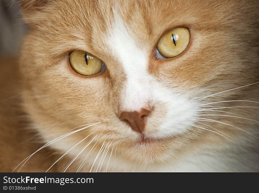 Red cat, his face with eyes and whiskers