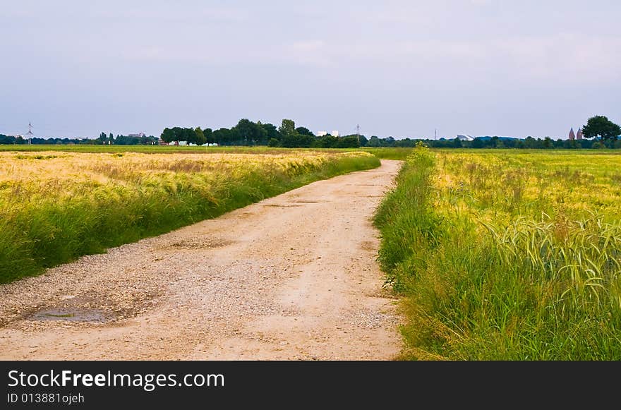 Country road in a rural scene with vegetation on the side