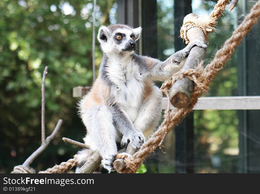 Lemur monkey