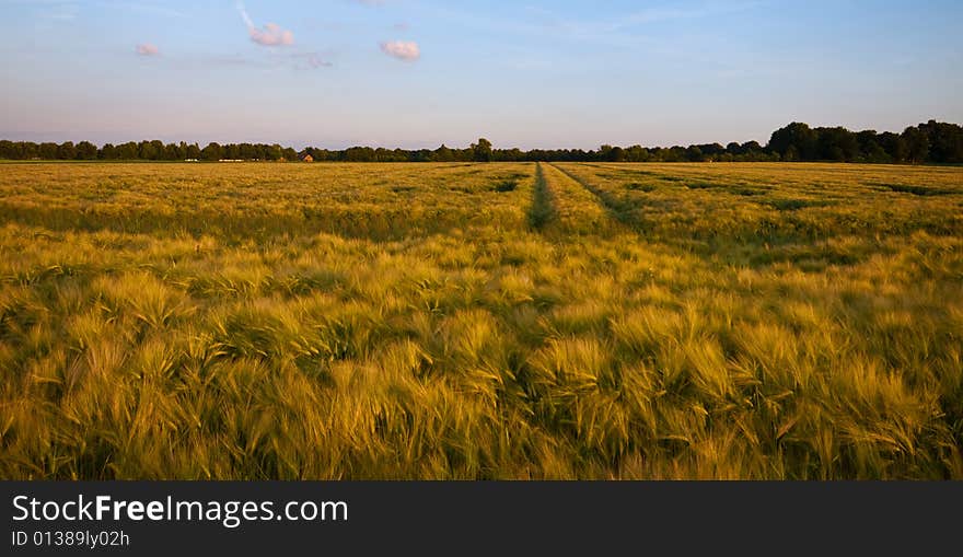 Bright colored ruralscene almost ready for the harvest with blue sky in the late afternoon. Bright colored ruralscene almost ready for the harvest with blue sky in the late afternoon