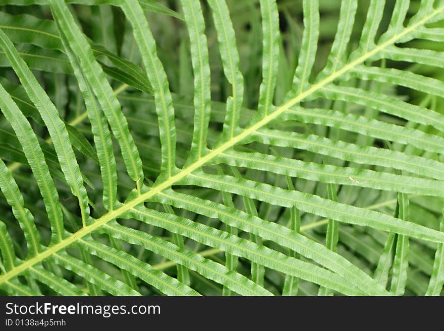 Nice green leaf background from the exotic plant. Nice green leaf background from the exotic plant