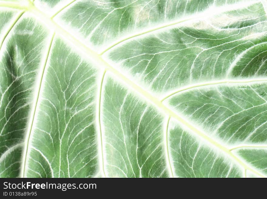 Nice green leaf background from the exotic plant. Nice green leaf background from the exotic plant