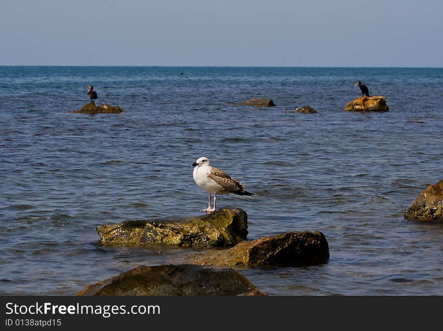 Triangle with seagull and two cormorant