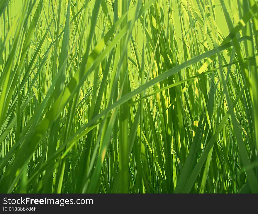 Green grass background. Fresh grass under solar beams.