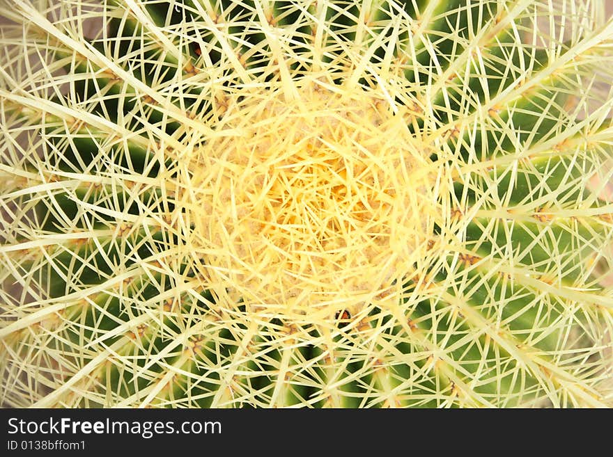 Nice green leaf background from the exotic cactus. Nice green leaf background from the exotic cactus