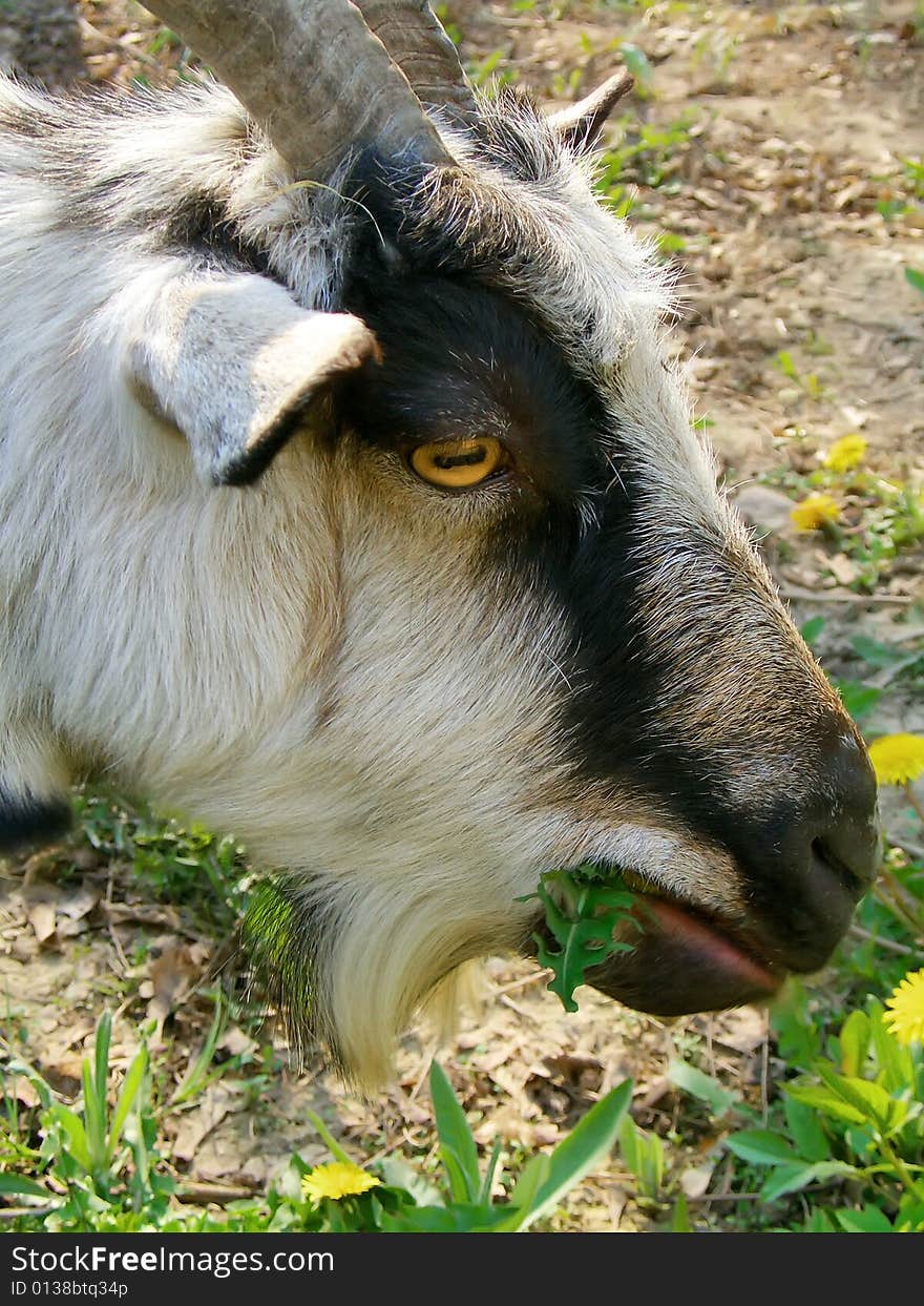 Young goat on a meadow eats dandelions. Young goat on a meadow eats dandelions