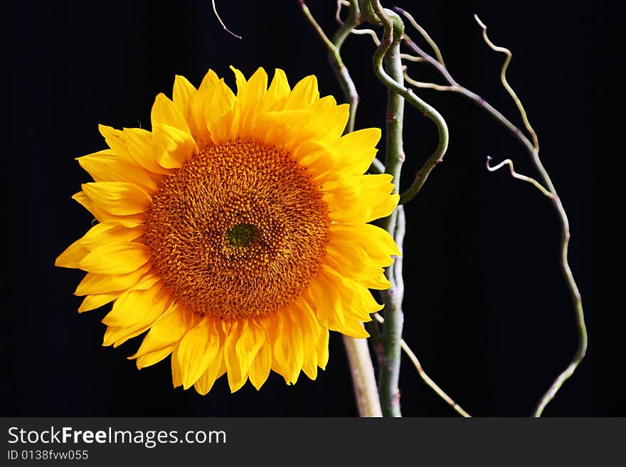 Sunflower on Black ltc