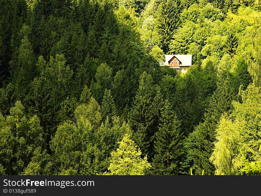 Lodge in dense green wood. Lodge in dense green wood