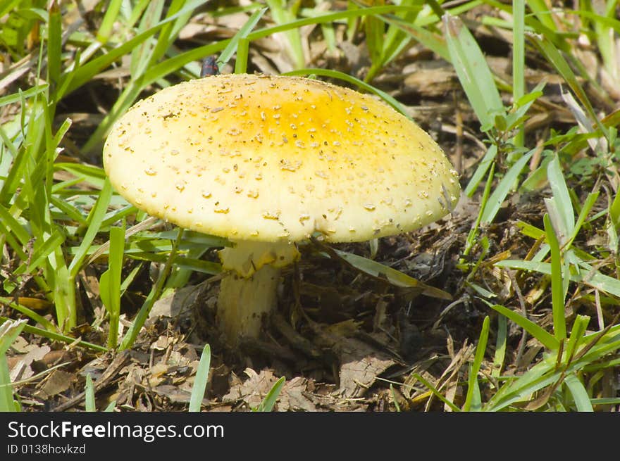 Mushroom cap in the grass