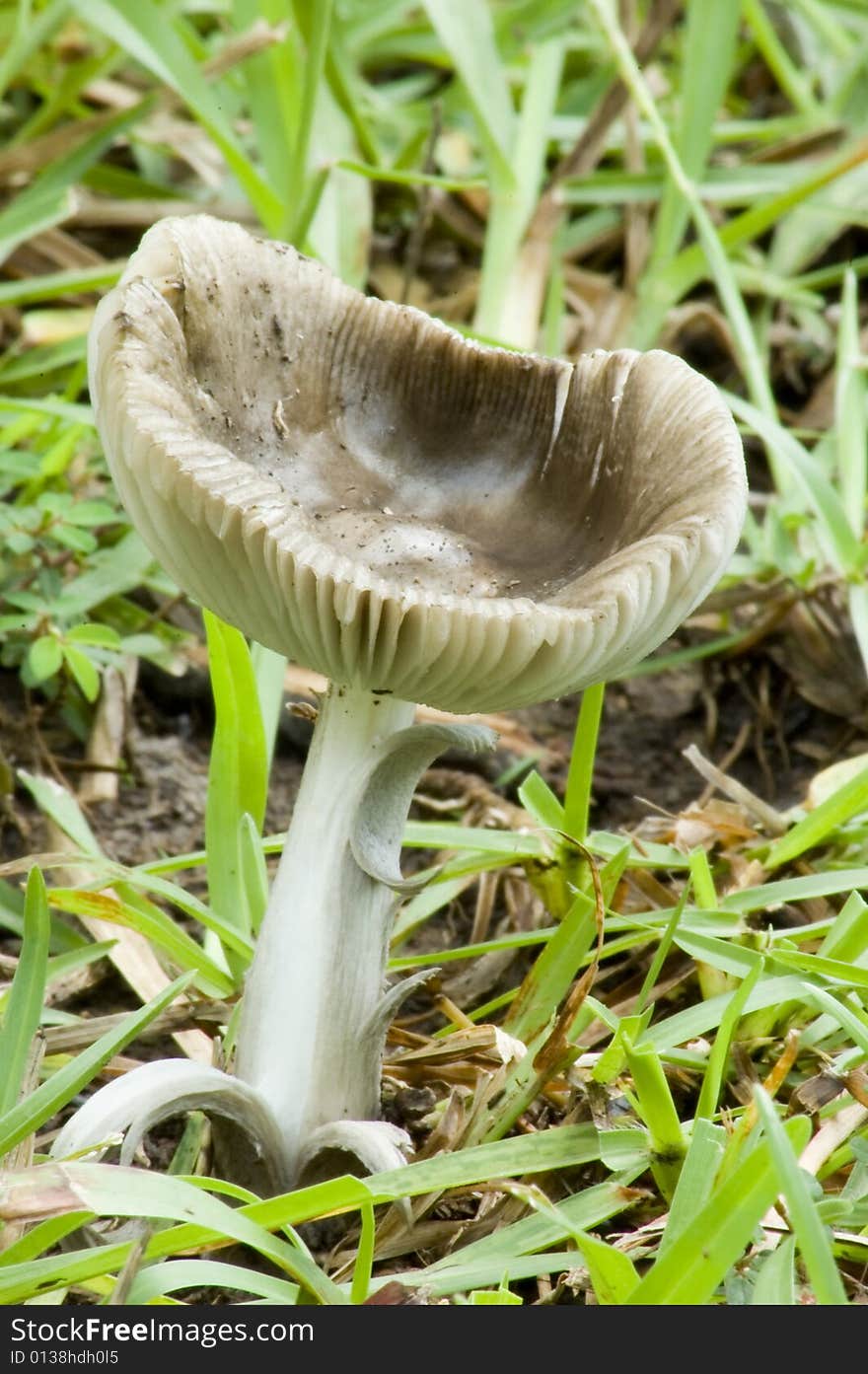 Mushroom Cup in the Grass